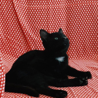 Tekir Kedi, Kedi  Bobi Luxor fotoğrafı