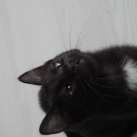 Tekir Kedi, Kedi  Bobi Luxor fotoğrafı