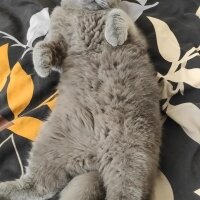 Scottish Fold, Kedi  Maya fotoğrafı