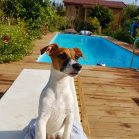 Jack Russell Terrier, Köpek  Alice fotoğrafı