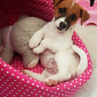 Jack Russell Terrier, Köpek  Alice fotoğrafı