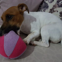 Jack Russell Terrier, Köpek  Alice fotoğrafı