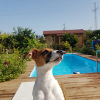 Jack Russell Terrier, Köpek  Alice fotoğrafı