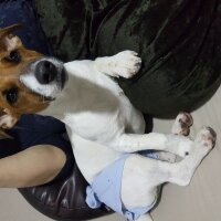 Jack Russell Terrier, Köpek  Alice fotoğrafı