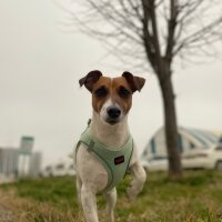 Jack Russell Terrier, Köpek  Alice fotoğrafı