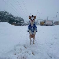 Jack Russell Terrier, Köpek  Alice fotoğrafı