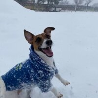 Jack Russell Terrier, Köpek  Alice fotoğrafı