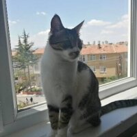 Tekir Kedi, Kedi  Murphy fotoğrafı