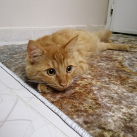 Tekir Kedi, Kedi  Şeftali fotoğrafı