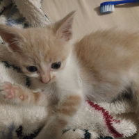 Sarman, Kedi  Bal fotoğrafı