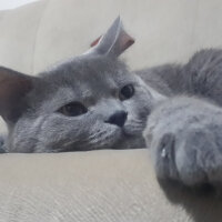 British Shorthair, Kedi  pablo fotoğrafı