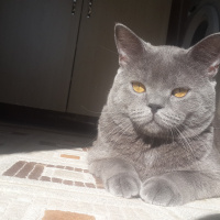 British Shorthair, Kedi  pablo fotoğrafı