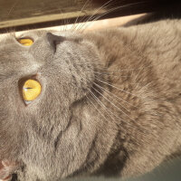 British Shorthair, Kedi  pablo fotoğrafı