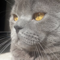 British Shorthair, Kedi  pablo fotoğrafı