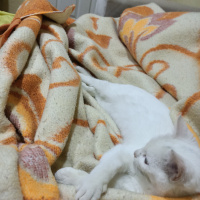 Van Kedisi, Kedi  Hermoni fotoğrafı