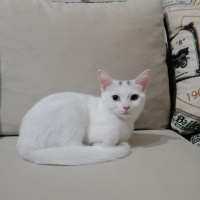 Ankara Kedisi, Kedi  Bihter fotoğrafı