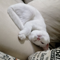 Ankara Kedisi, Kedi  Bihter fotoğrafı