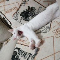 Ankara Kedisi, Kedi  Bihter fotoğrafı