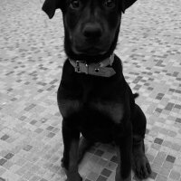 Doberman Pinscher, Köpek  Ateş fotoğrafı