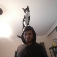 Tekir Kedi, Kedi  Şuri fotoğrafı
