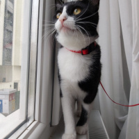 Tekir Kedi, Kedi  Şuri fotoğrafı