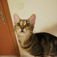 Tekir Kedi, Kedi  Şuri fotoğrafı