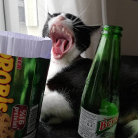 Tekir Kedi, Kedi  Şuri fotoğrafı