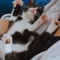 Tekir Kedi, Kedi  Şuri fotoğrafı