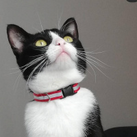 Tekir Kedi, Kedi  Şuri fotoğrafı
