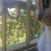 Scottish Fold, Kedi  maya fotoğrafı
