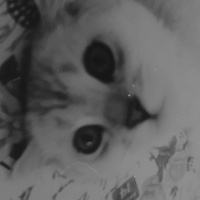 Scottish Fold, Kedi  maya fotoğrafı