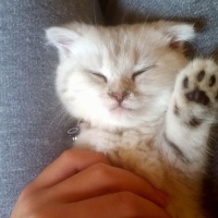 Scottish Fold, Kedi  maya fotoğrafı