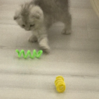Scottish Fold, Kedi  maya fotoğrafı