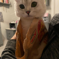 Scottish Fold, Kedi  maya fotoğrafı