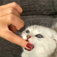 Scottish Fold, Kedi  maya fotoğrafı
