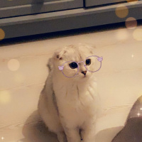 Scottish Fold, Kedi  maya fotoğrafı