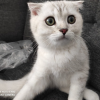 Scottish Fold, Kedi  maya fotoğrafı