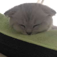 Scottish Fold, Kedi  maya fotoğrafı