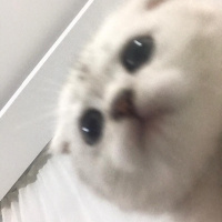 Scottish Fold, Kedi  maya fotoğrafı