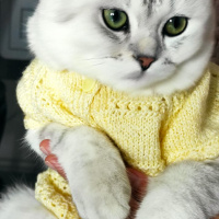 Scottish Fold, Kedi  maya fotoğrafı