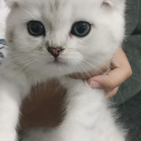Scottish Fold, Kedi  maya fotoğrafı