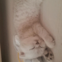 Scottish Fold, Kedi  maya fotoğrafı