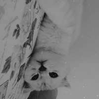 Scottish Fold, Kedi  maya fotoğrafı