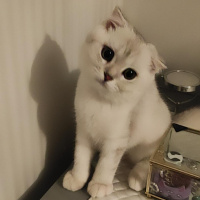 Scottish Fold, Kedi  maya fotoğrafı
