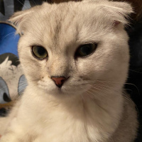 Scottish Fold, Kedi  maya fotoğrafı