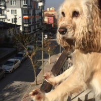 Amerikan Cocker Spaniel, Köpek  Bella fotoğrafı