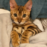 Bengal, Kedi  Maro fotoğrafı