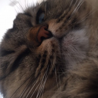 Scottish Fold, Kedi  Dali fotoğrafı