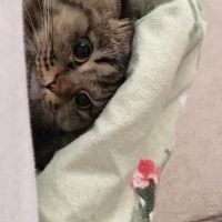 Scottish Fold, Kedi  Dali fotoğrafı