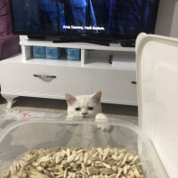 British Shorthair, Kedi  Dişsiz fotoğrafı